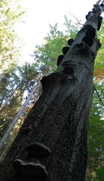DSC_4968_00001.jpg