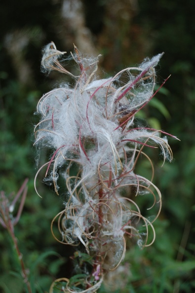 DSC_4969_00001.jpg