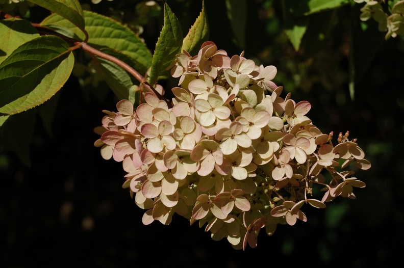 DSC_4978_00001.jpg