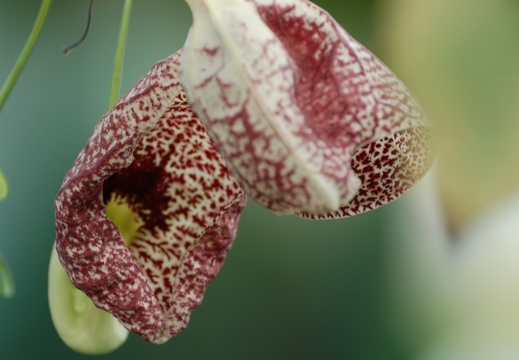 Botanická zahrada Liberec