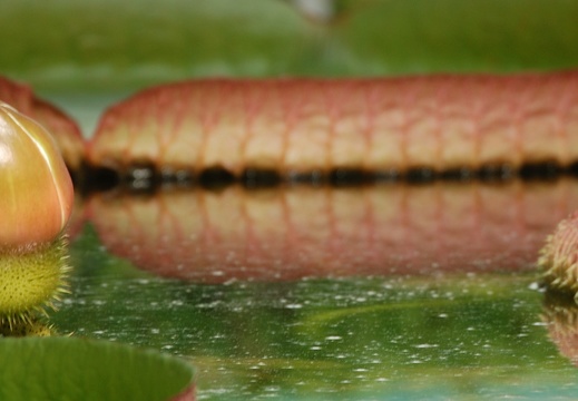 Botanická zahrada Liberec