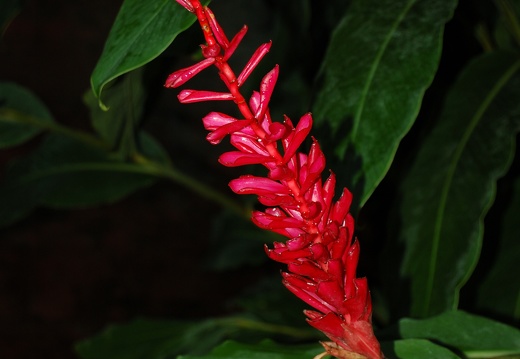 Botanická zahrada Liberec