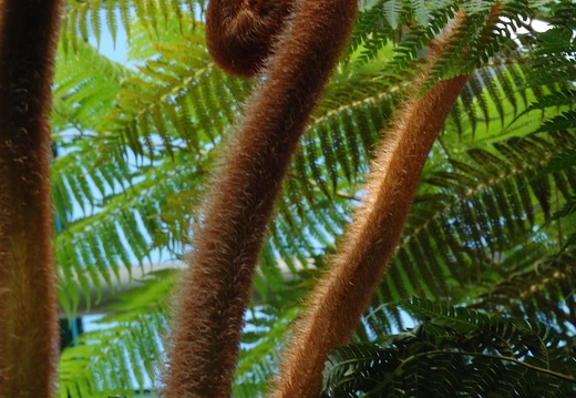 Botanická zahrada Liberec