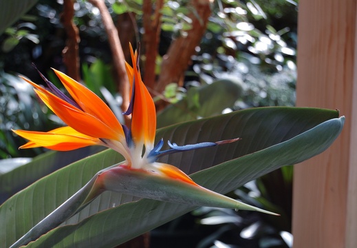 Botanická zahrada Liberec