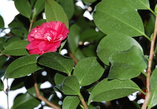 Botanická zahrada Liberec