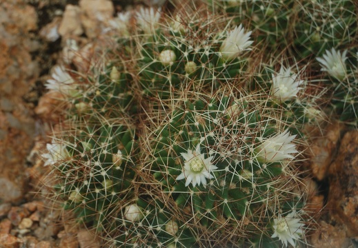Botanická zahrada Liberec