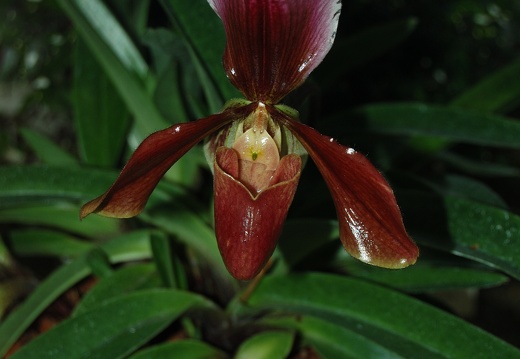 Botanická zahrada Liberec