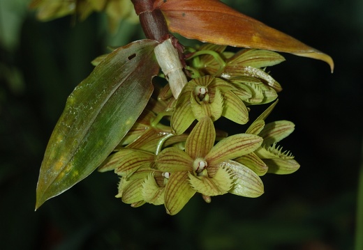 Botanická zahrada Liberec