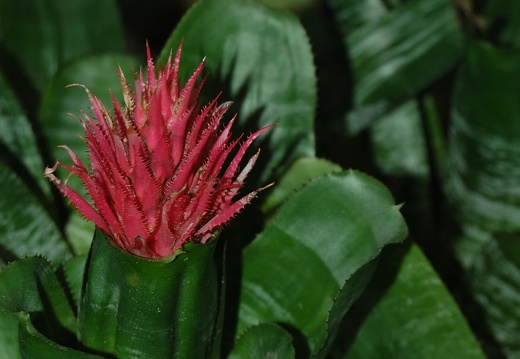 Botanická zahrada Liberec