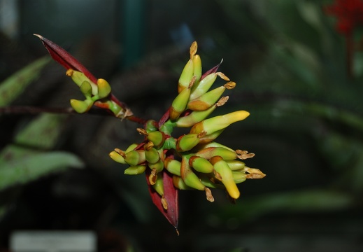 Botanická zahrada Liberec