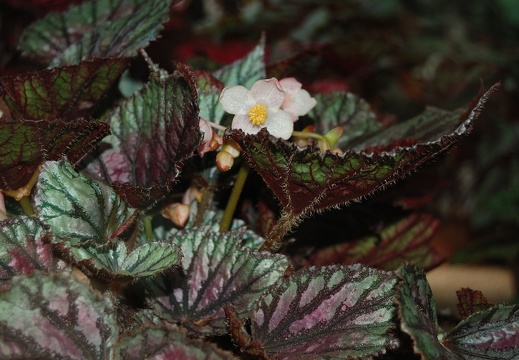 Botanická zahrada Liberec