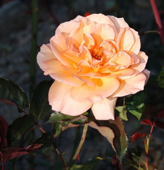 DSC_5067_00001.jpg