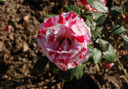Botanická zahrada Liberec