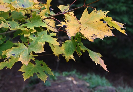 DSC 0195