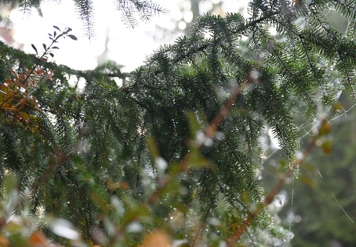 DSC 0215