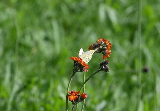 DSC 7349