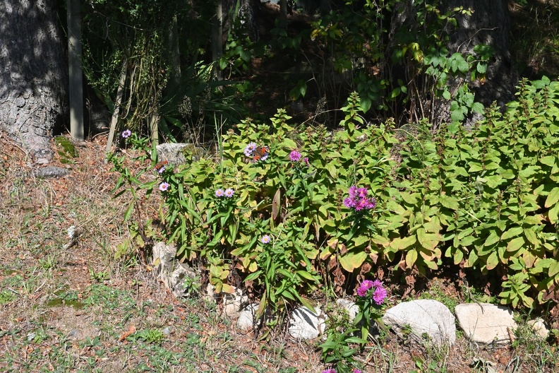DSC_7517.JPG