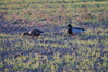 Název souboru=DSC_0124.JPG
Velikost souboru=817KB
Rozměry=3008x2000
Datum přidání=26. Duben 2007 DSC_0124.JPG