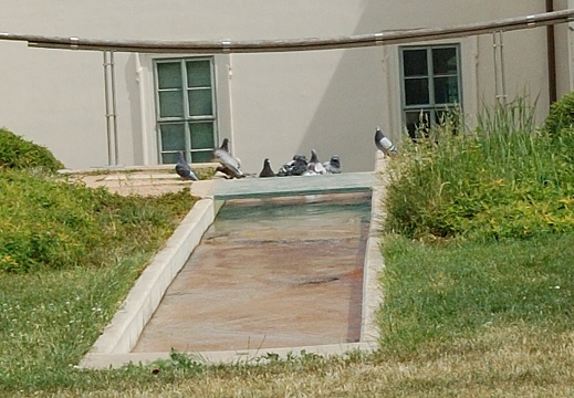 Cachtající se holubi u uměleho vodopádu v zahradách GASKu