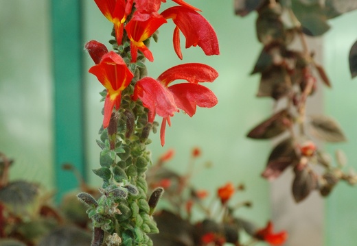 Botanická zahrada Liberec