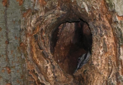 Strakapoud velký - mládě v hnízdě