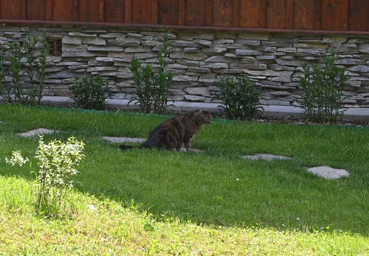Kočka domácí v Anenském údolí