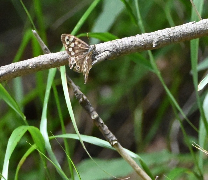 DSC_2012.JPG