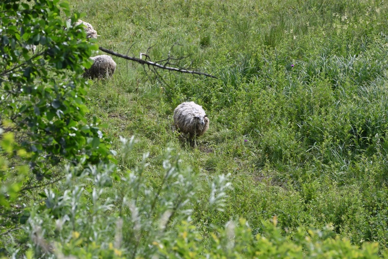 DSC_2044.JPG
