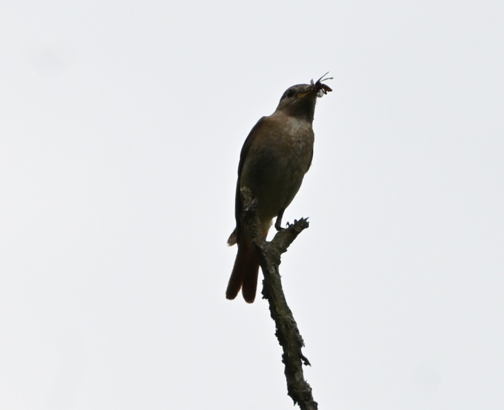 DSC_2048.JPG