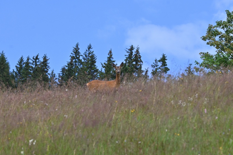 DSC_2056.JPG