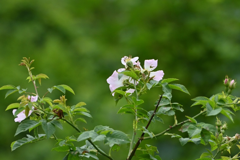 DSC_2062.JPG