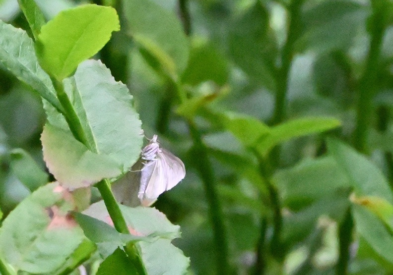 DSC_2131.JPG