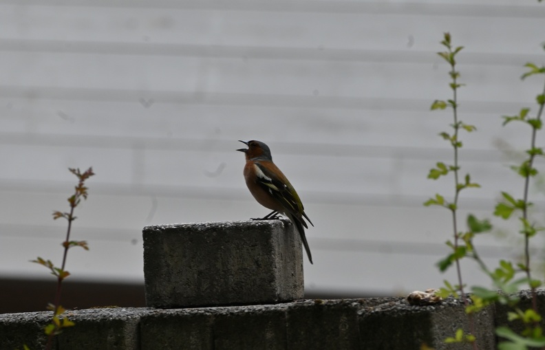 DSC_2142.JPG