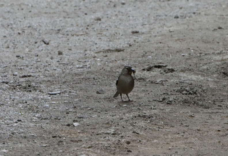 DSC_2158.JPG