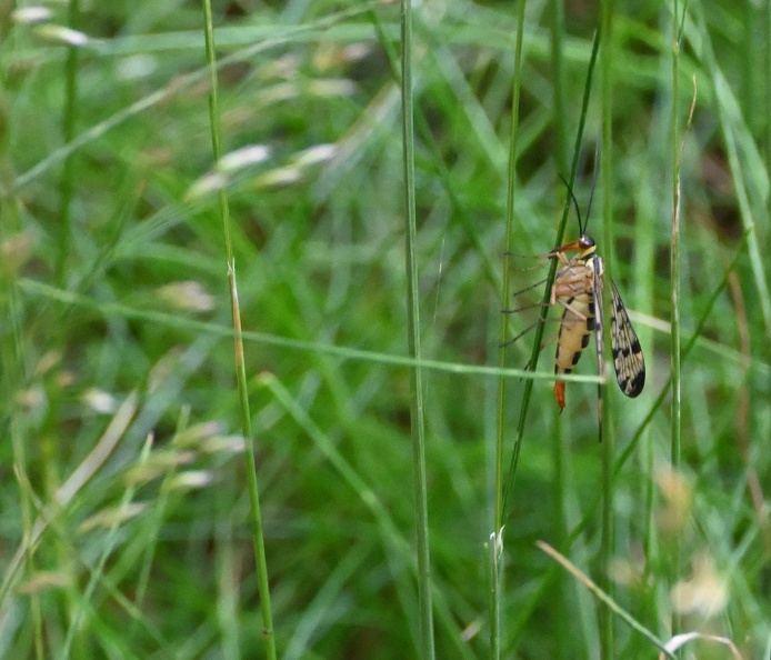 DSC_2195.JPG