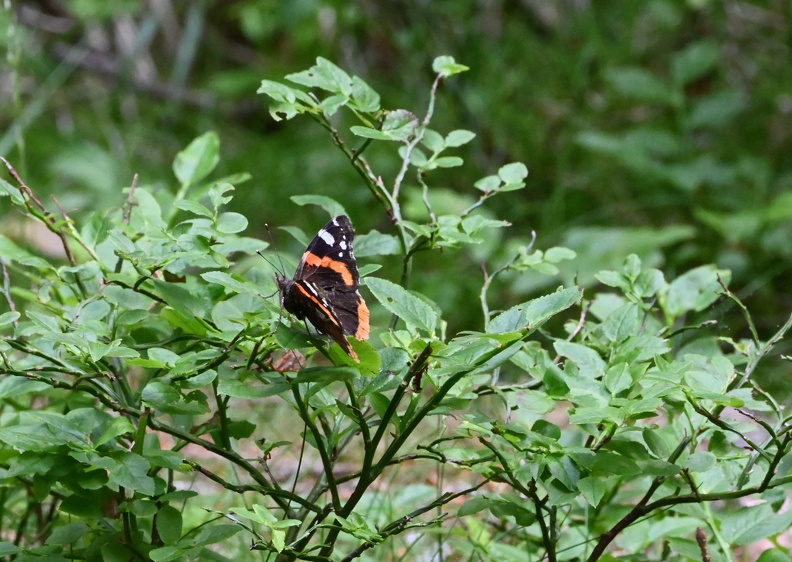 DSC_2200.JPG