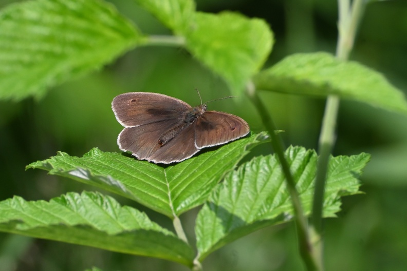 DSC_2227.JPG