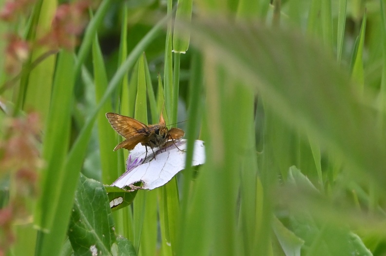 DSC_2231.JPG