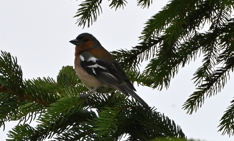 DSC_2241.JPG