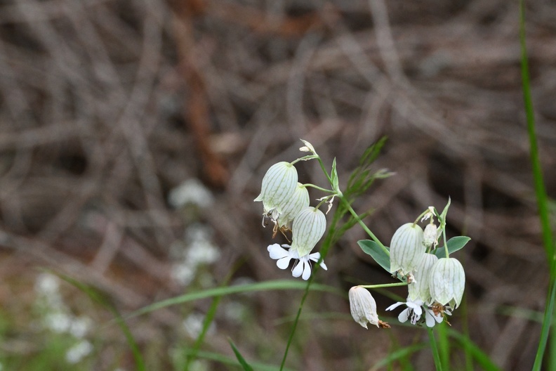 DSC_2264.JPG