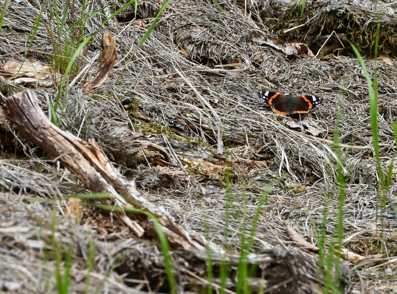 DSC_2276.JPG