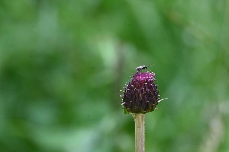 DSC_2370.JPG