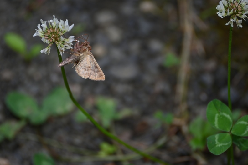 DSC_2412.JPG