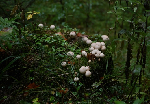 Podzimní houby na pařezu