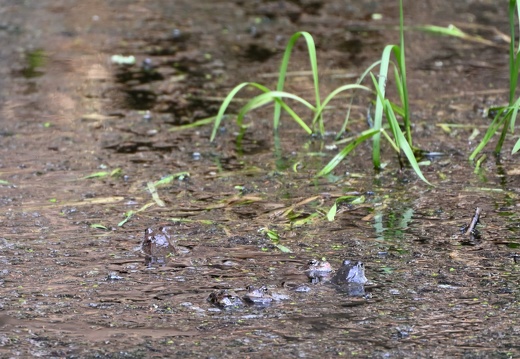 Žáby v mokřadištích