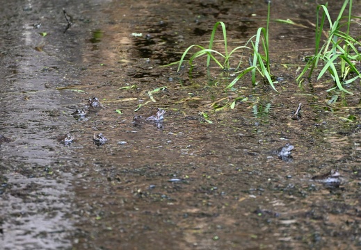 Žáby v mokřadištích