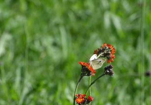 DSC 7348