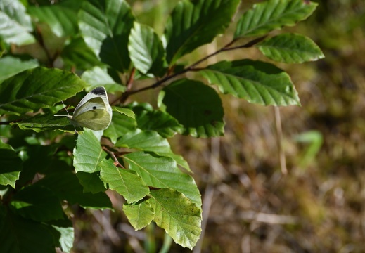 DSC 7537