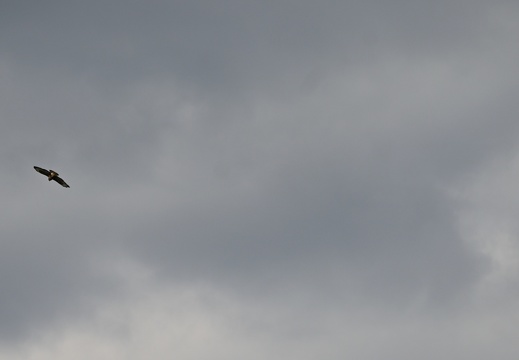 DSC 8354