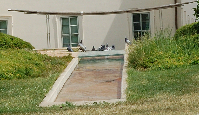 Cachtající se holubi u uměleho vodopádu v zahradách GASKu